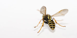 Was hilft bei Insektenstichen? Mückenstiche richtig behandeln