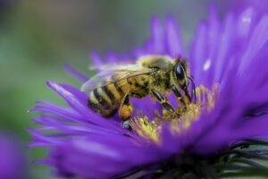 Wespenstich Behandlung